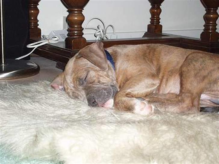 Blanding af racer Rexo~Jensen~ billede 10