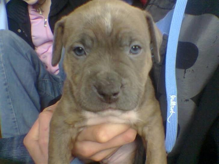 Blanding af racer Rexo~Jensen~ billede 11