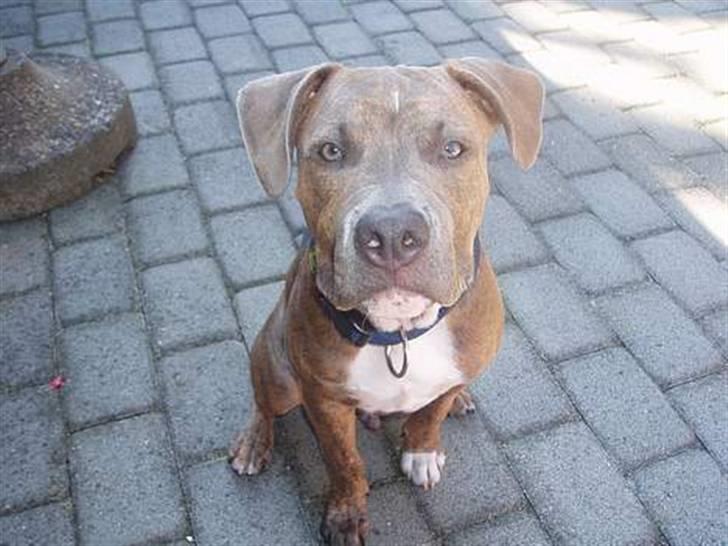 Blanding af racer Rexo~Jensen~ billede 12