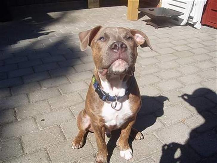 Blanding af racer Rexo~Jensen~ billede 13