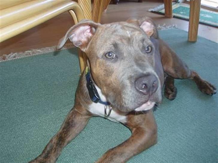 Blanding af racer Rexo~Jensen~ billede 14