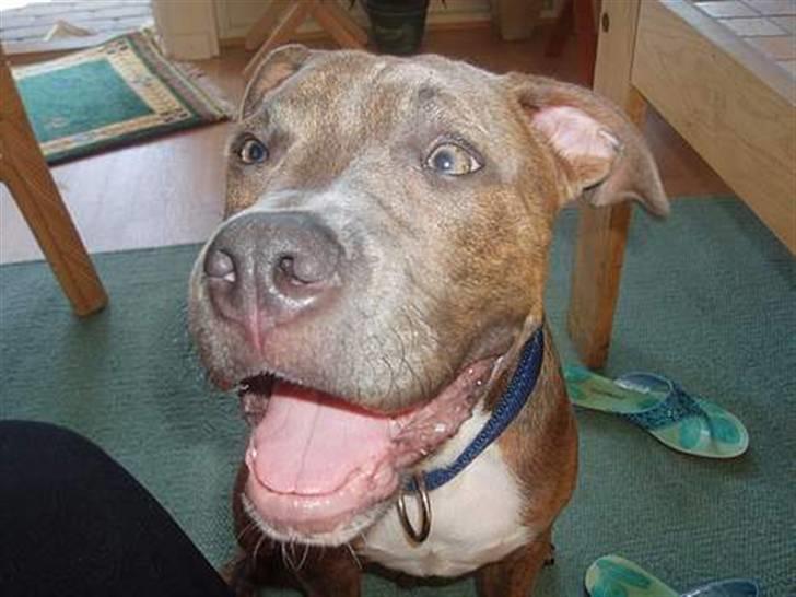 Blanding af racer Rexo~Jensen~ billede 15