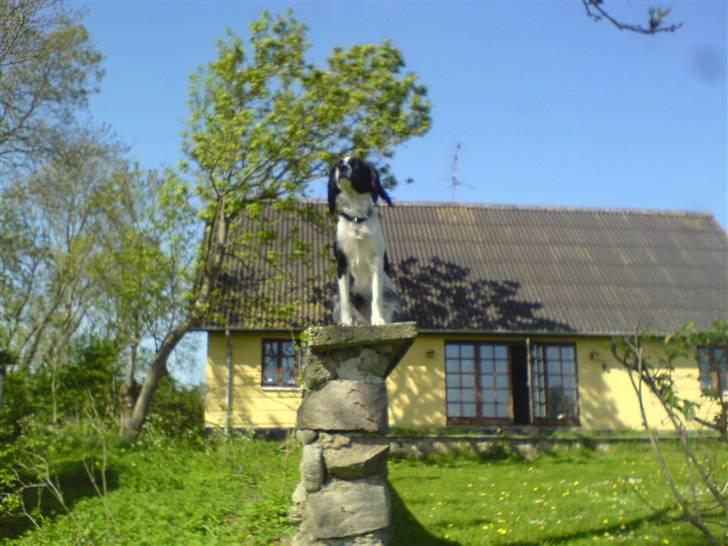 Border collie Daisy - hehe hun leger hvis lidt konge  billede 7