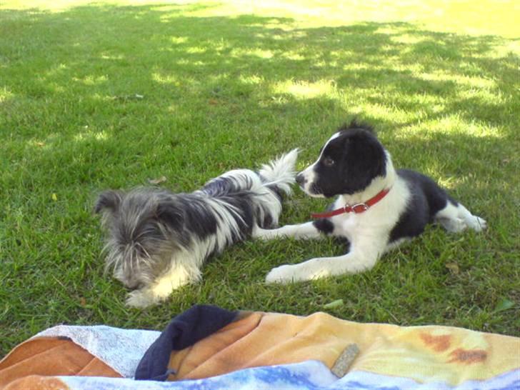Border collie Daisy - her er hun sammen med sin aller bedste ven chilli billede 8