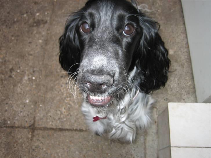 Cocker spaniel Yasmin *SOLGT* - Smiler jeg fint nok nu? billede 12