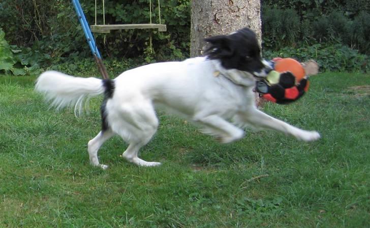 Blanding af racer Boss (himmelhund) billede 10