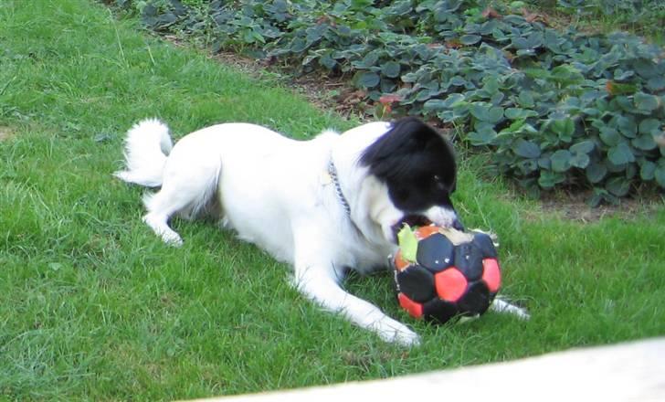 Blanding af racer Boss (himmelhund) billede 11