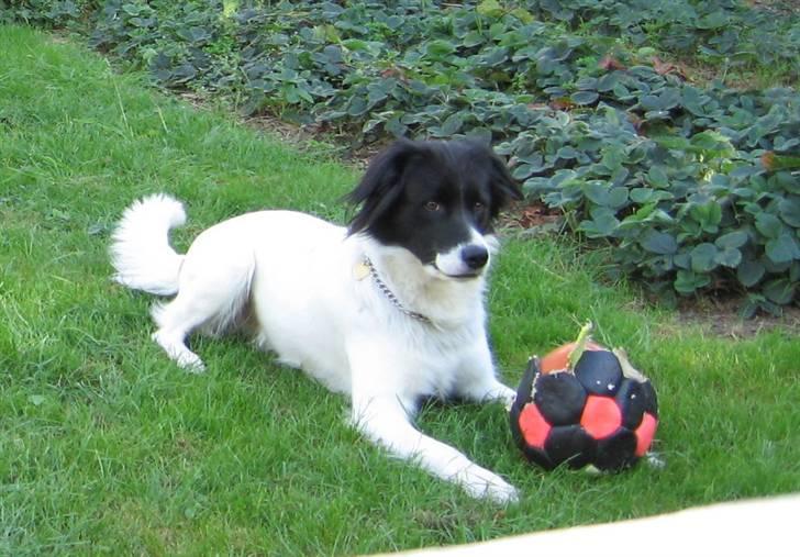 Blanding af racer Boss (himmelhund) billede 12