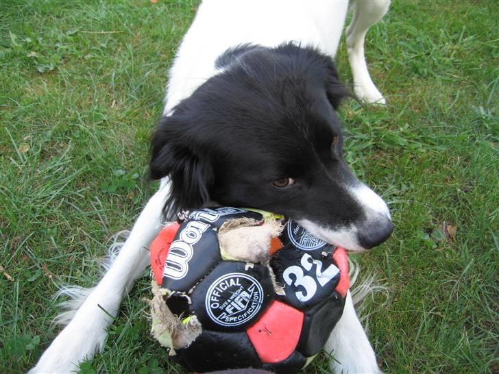 Blanding af racer Boss (himmelhund) billede 13