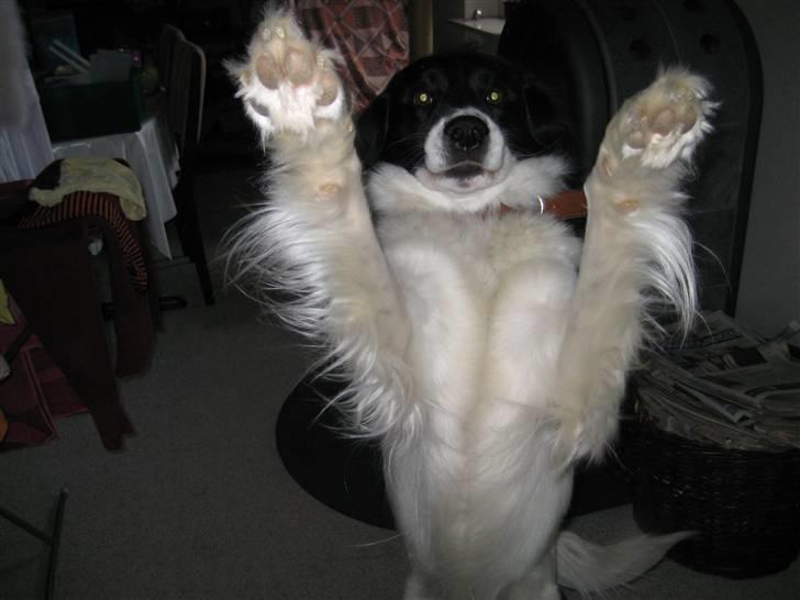 Blanding af racer Boss (himmelhund) billede 14