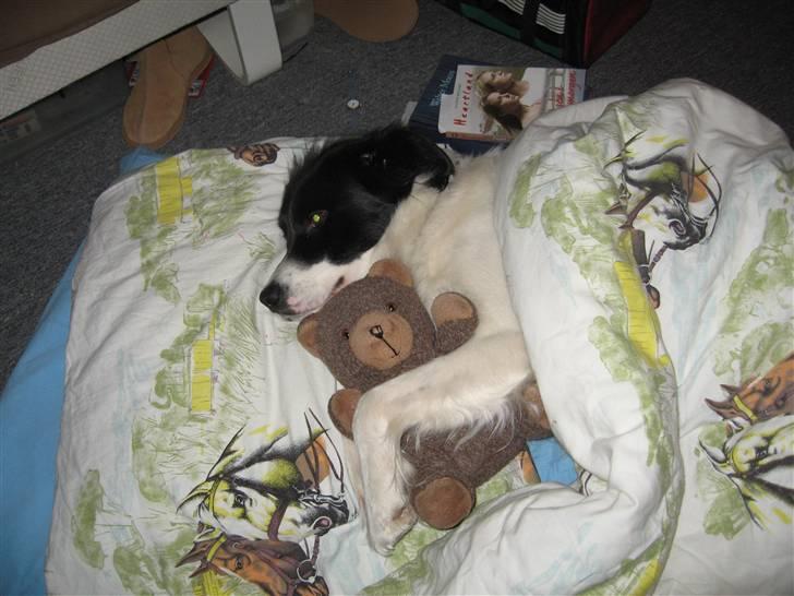 Blanding af racer Boss (himmelhund) - Boss der har stjålet min venindes madras og mit gamle tøjdyr. billede 15