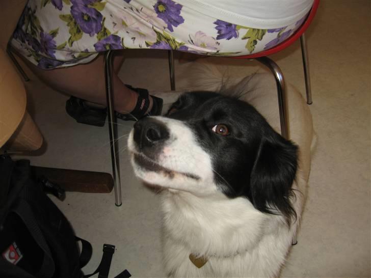 Blanding af racer Boss (himmelhund) billede 16