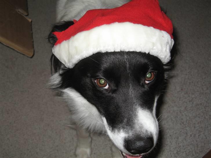 Blanding af racer Boss (himmelhund) billede 17