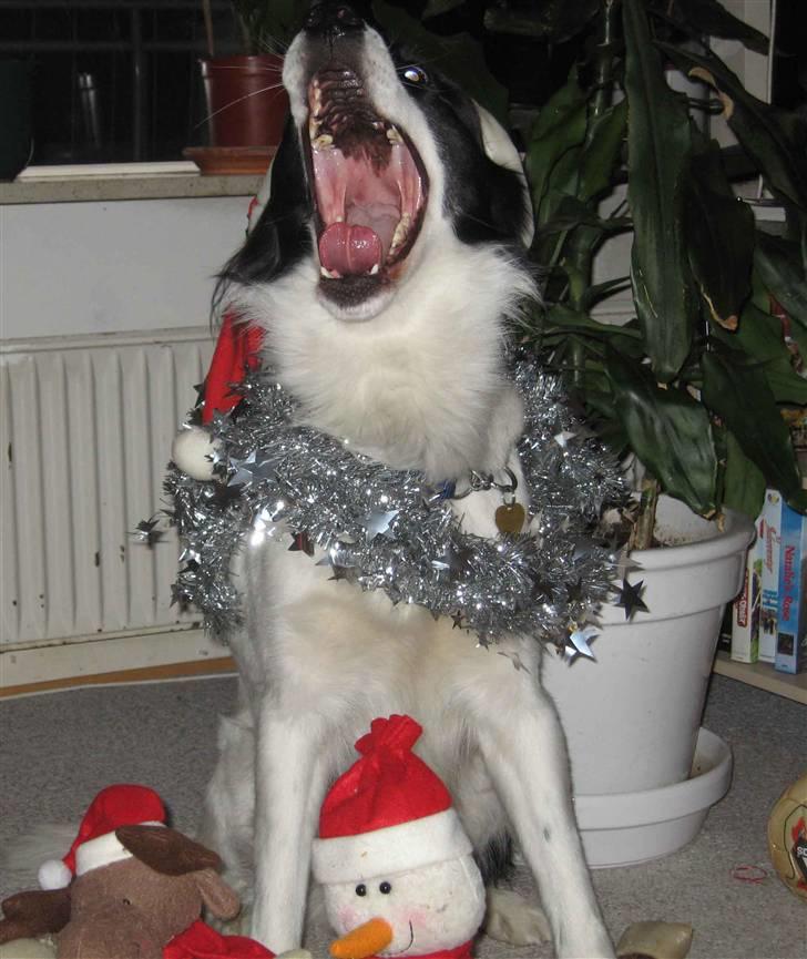 Blanding af racer Boss (himmelhund) billede 18