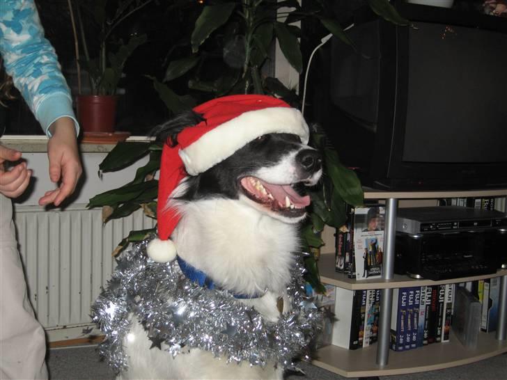 Blanding af racer Boss (himmelhund) billede 19