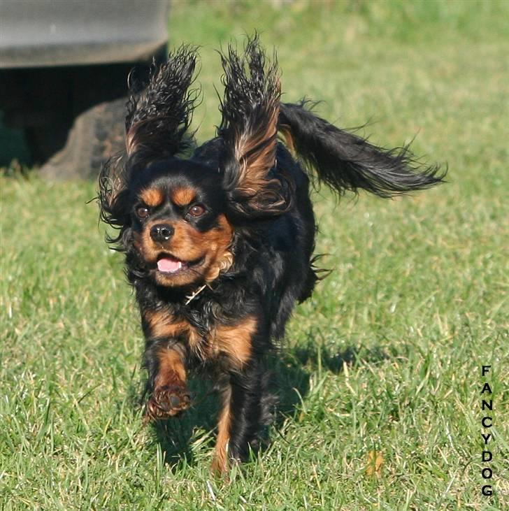 Cavalier king charles spaniel Bianca - Smukke pigen billede 1