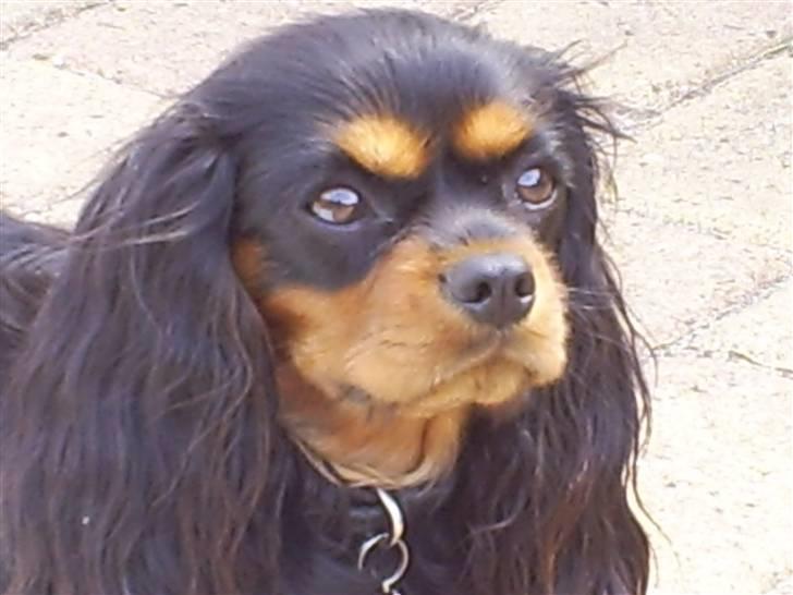 Cavalier king charles spaniel Bianca billede 2