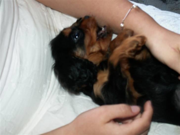 Cavalier king charles spaniel Bianca - Bianca den dag vi hentede hende. I kan tro hun var fræk! billede 3