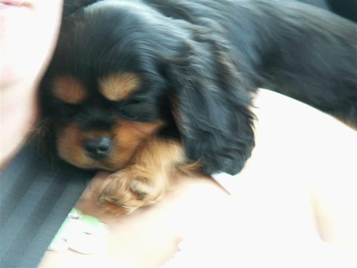 Cavalier king charles spaniel Bianca - På vej hjem i bilen. Allerede her var hun tryk ved os:) billede 4