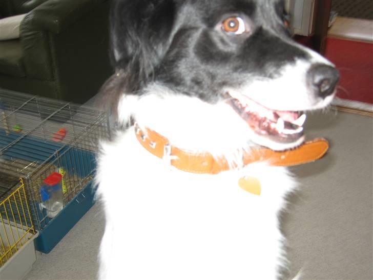 Blanding af racer Boss (himmelhund) billede 20