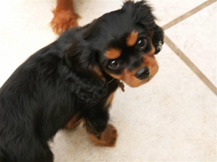 Cavalier king charles spaniel Bianca - Nåhr sikke et hvalpe-udtryk. Hun er da kær:P billede 5