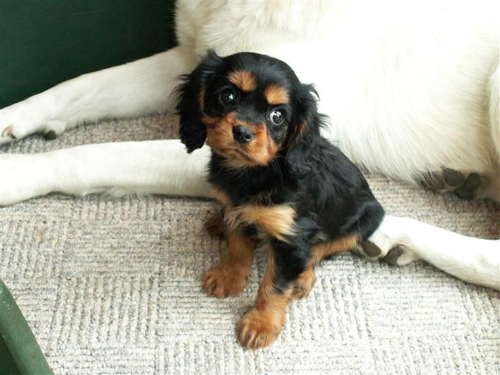 Cavalier king charles spaniel Bianca - Baby-Bianca med en hvid schæfer til baggrund:) Søde pige! billede 6
