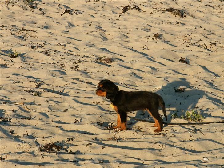 Cavalier king charles spaniel Bianca - Bianca ved vandet for første gang. ikke særlig gammel! billede 7