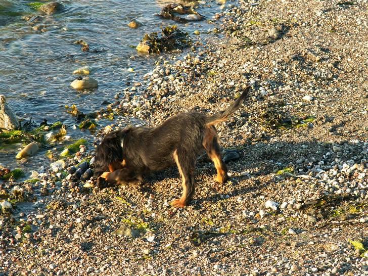 Cavalier king charles spaniel Bianca - Vandet bliver undersøgt. Hun prøver på at fange det, når det kommer mod hende:) billede 8