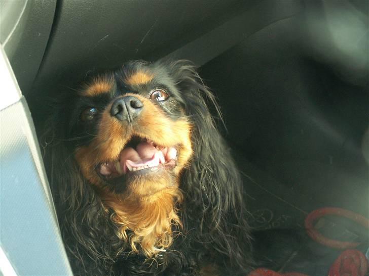 Cavalier king charles spaniel Bianca - Bianca på trampolinen, ja det hele skal jo undersøges billede 9