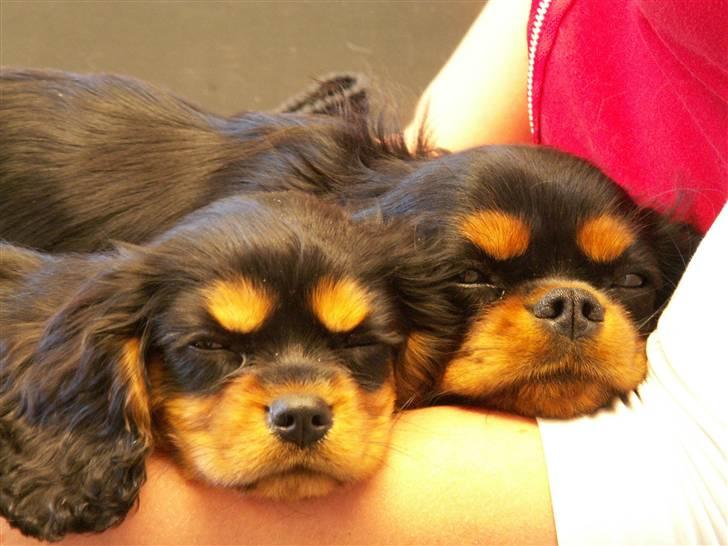 Cavalier king charles spaniel Bianca - Nårh.. her er Bianca ved dyrlægen for at få sin 2. vaccination. Hun ligger på dyrelægens bord og sover op af sin søster billede 10