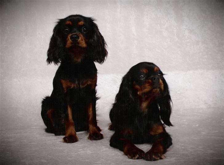 Cavalier king charles spaniel Bianca - Søsterbillede. Tydeligt at se her at Bianca er unghund! Taget af en fotograf til en udstiling billede 11