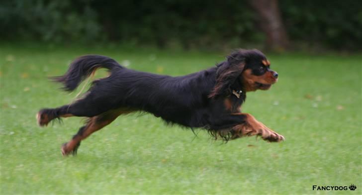 Cavalier king charles spaniel Bianca - Hurtighunden - Bianca billede 12