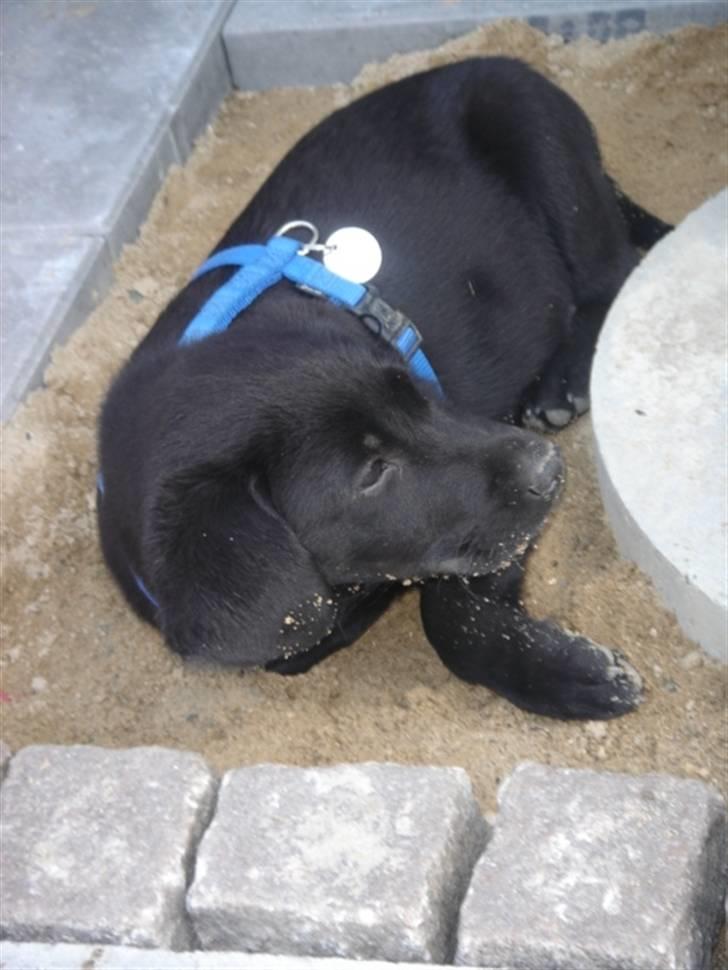 Labrador retriever Covie - Mit yndlingssted! Her er så dejlig køligt i gruset. :) billede 8