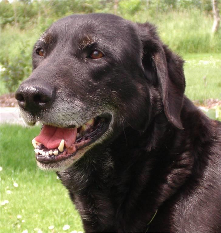 Labrador retriever Lego - Velkommen til Legos Profil :) billede 1