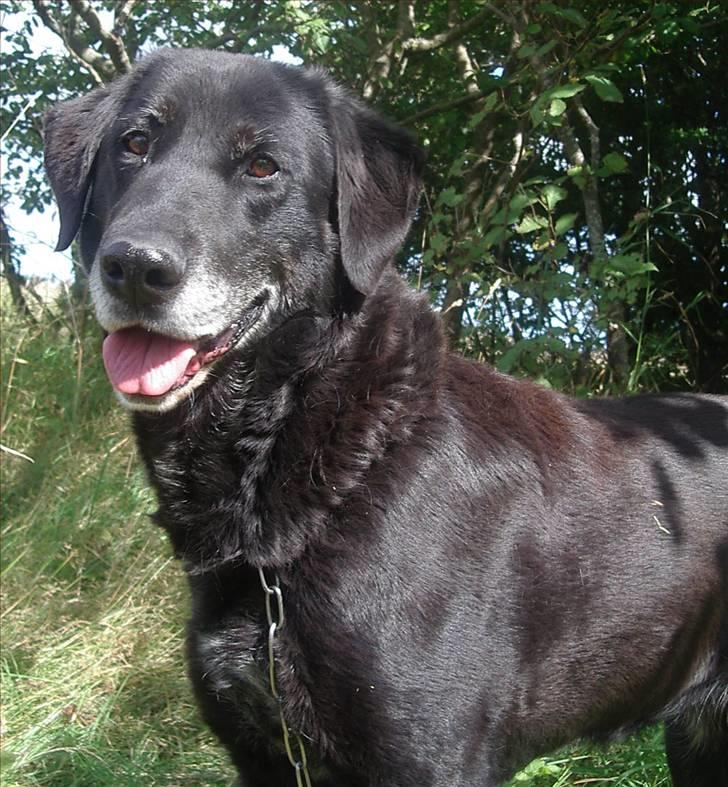 Labrador retriever Lego - På skovtur :p billede 2