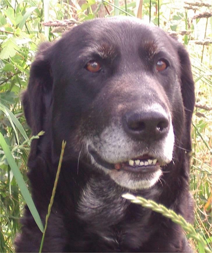 Labrador retriever Lego billede 3