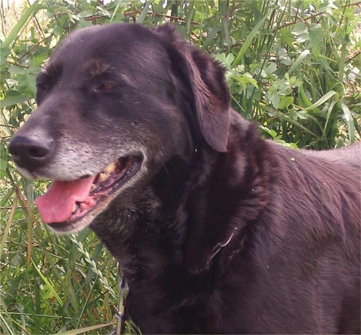 Labrador retriever Lego billede 4