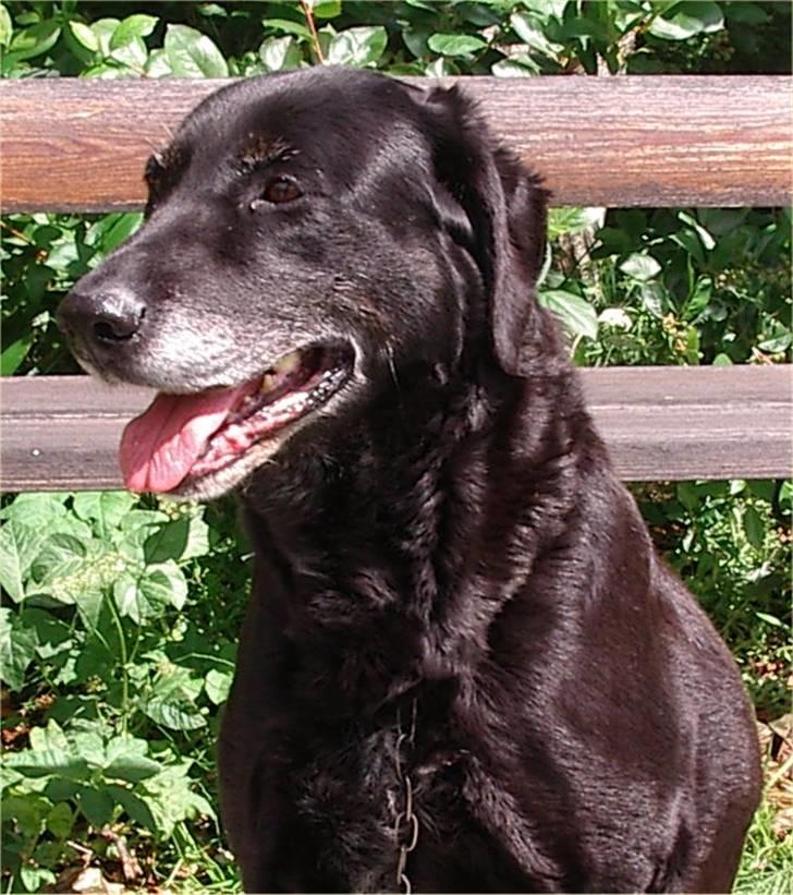 Labrador retriever Lego billede 5