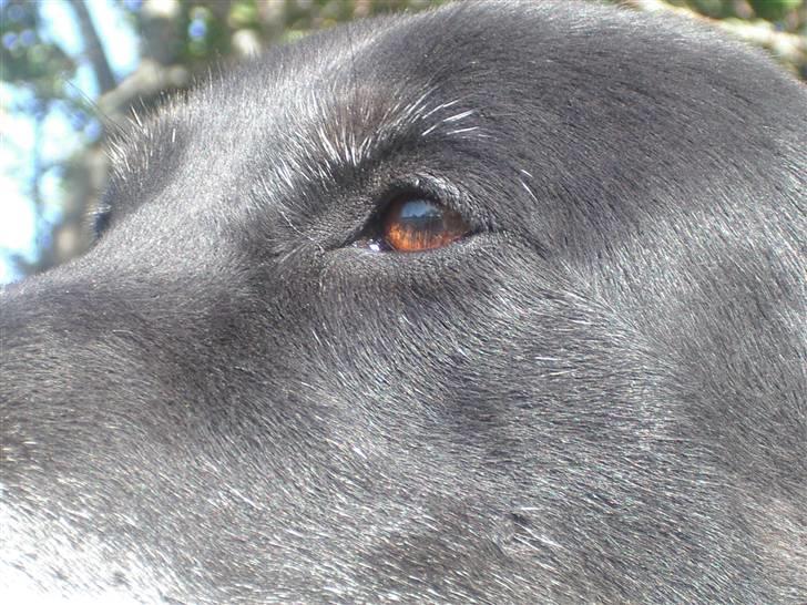 Labrador retriever Lego billede 6