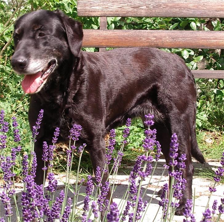 Labrador retriever Lego billede 7