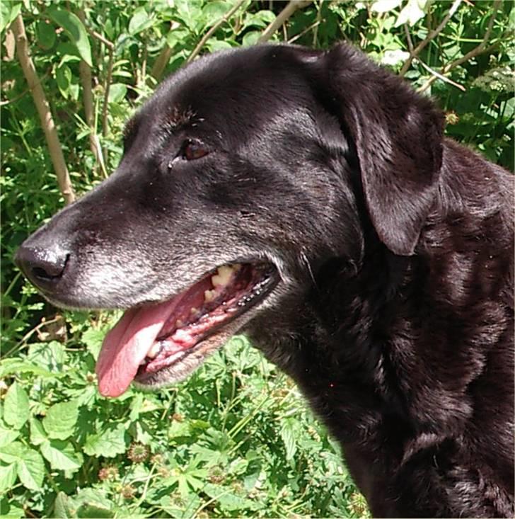 Labrador retriever Lego billede 8