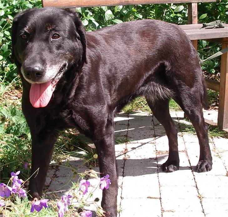 Labrador retriever Lego billede 9