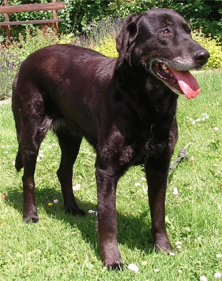 Labrador retriever Lego billede 10