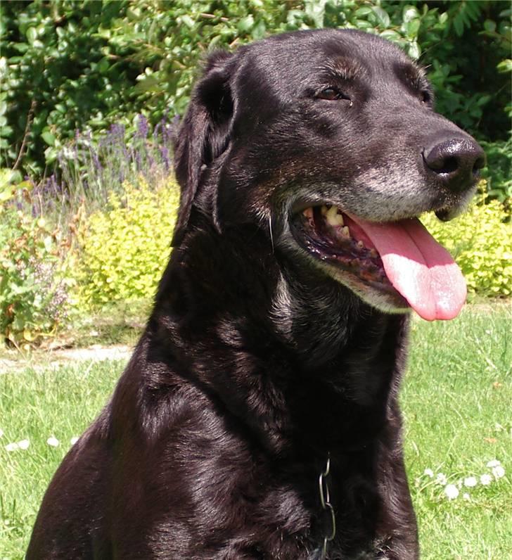 Labrador retriever Lego - Bøøøhh... billede 11