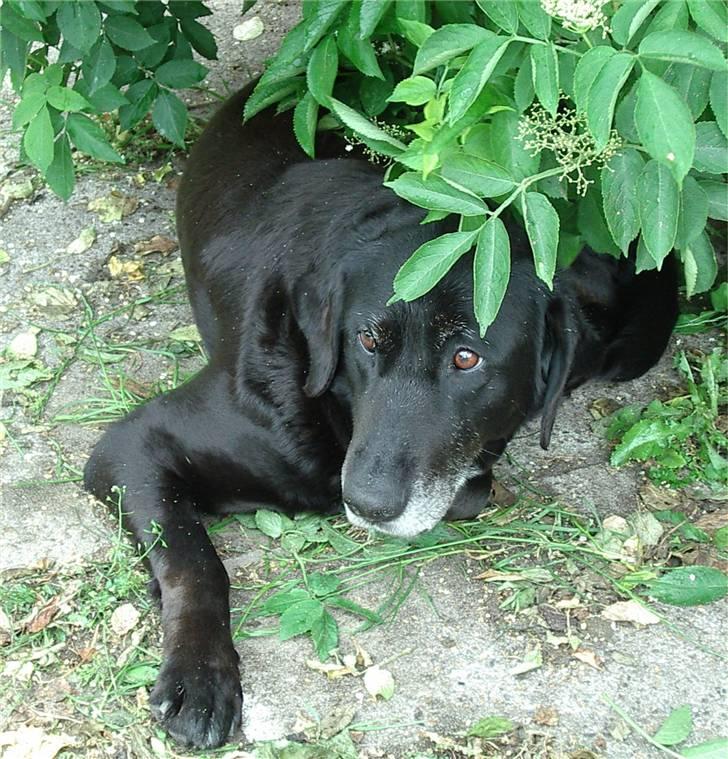 Labrador retriever Lego - Lego Camoufleret som hyldebærtræ. billede 12