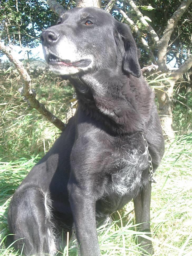 Labrador retriever Lego billede 13