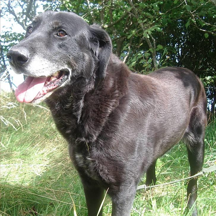 Labrador retriever Lego billede 14