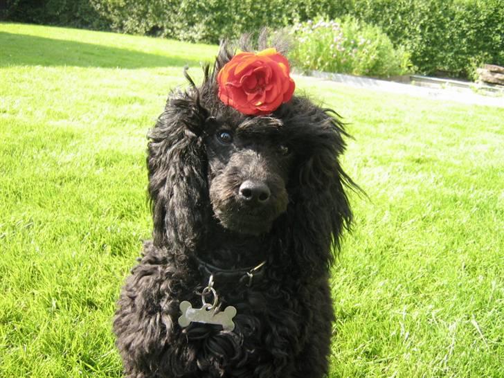 Toypuddel Ronaldo  billede 1