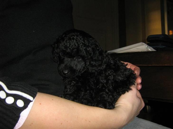 Toypuddel Ronaldo  - Ronaldo som hvalp, 6 uger gammel billede 2