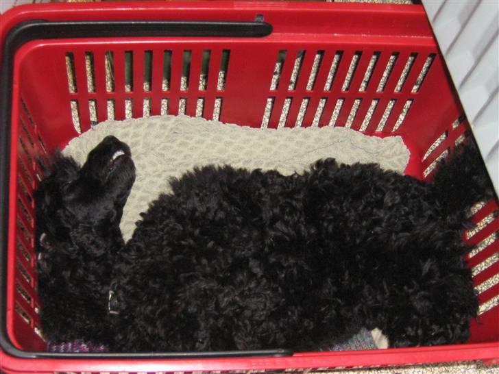 Toypuddel Ronaldo  - Hans yndlings-sovested ! billede 3